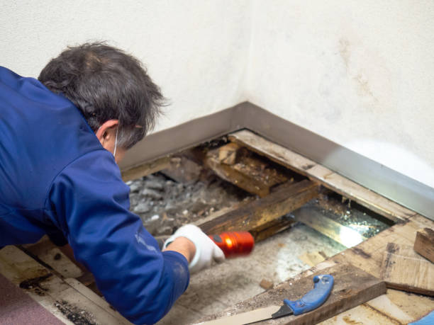 Best Mold Removal Company Near Me  in Inglis, FL