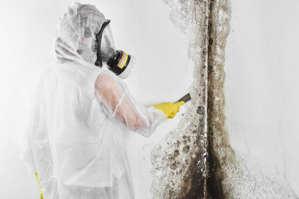 Best Same-Day Mold Removal  in Inglis, FL