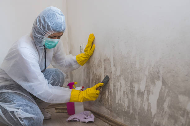 Best Toxic Mold Removal  in Inglis, FL