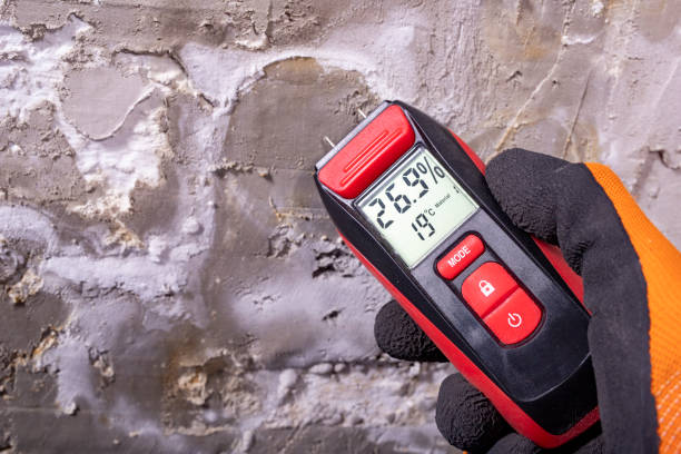 Attic Mold Removal in Inglis, FL