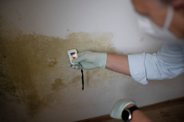 Best Mold Remediation  in Inglis, FL