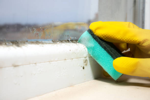 Trusted Inglis, FL Mold Removal Experts