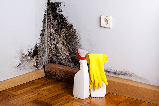 Best Best Mold Removal Companies  in Inglis, FL